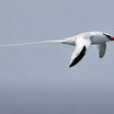 Red-billed Tropicbird